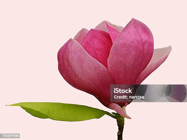 Beautiful Pink Magnolia Bloom Isolated Stock Photo - Download Image Now - Macrophotography, Magnolia, Petal