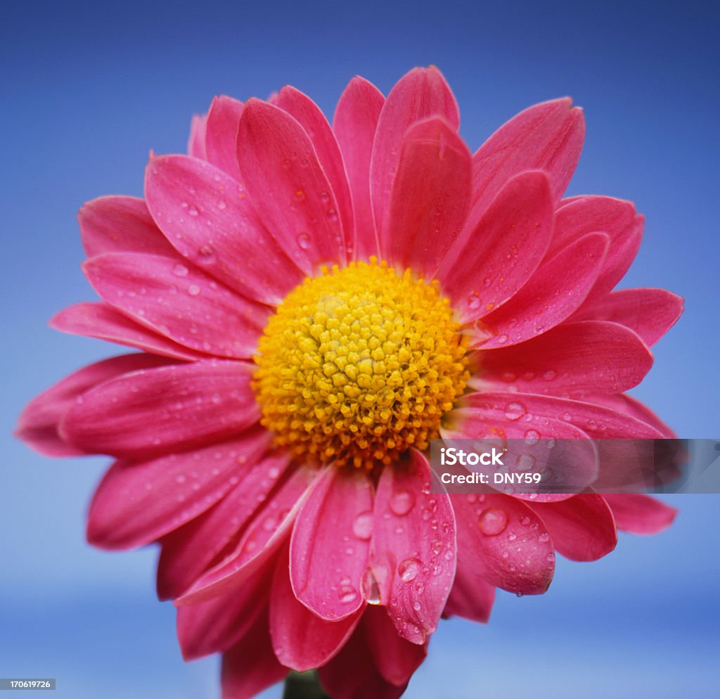 Rosa Gänseblümchen - Lizenzfrei Blau Stock-Foto