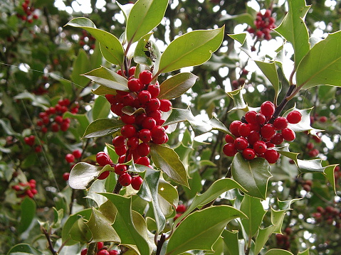 Clusters of berries on a holly bush.