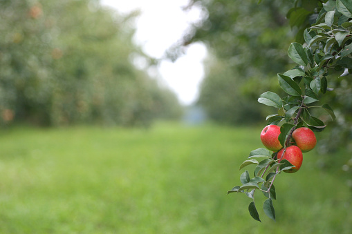 An overhanging limb bearing fresh, ripe fruit in a Minnesota Apple Orchard. 