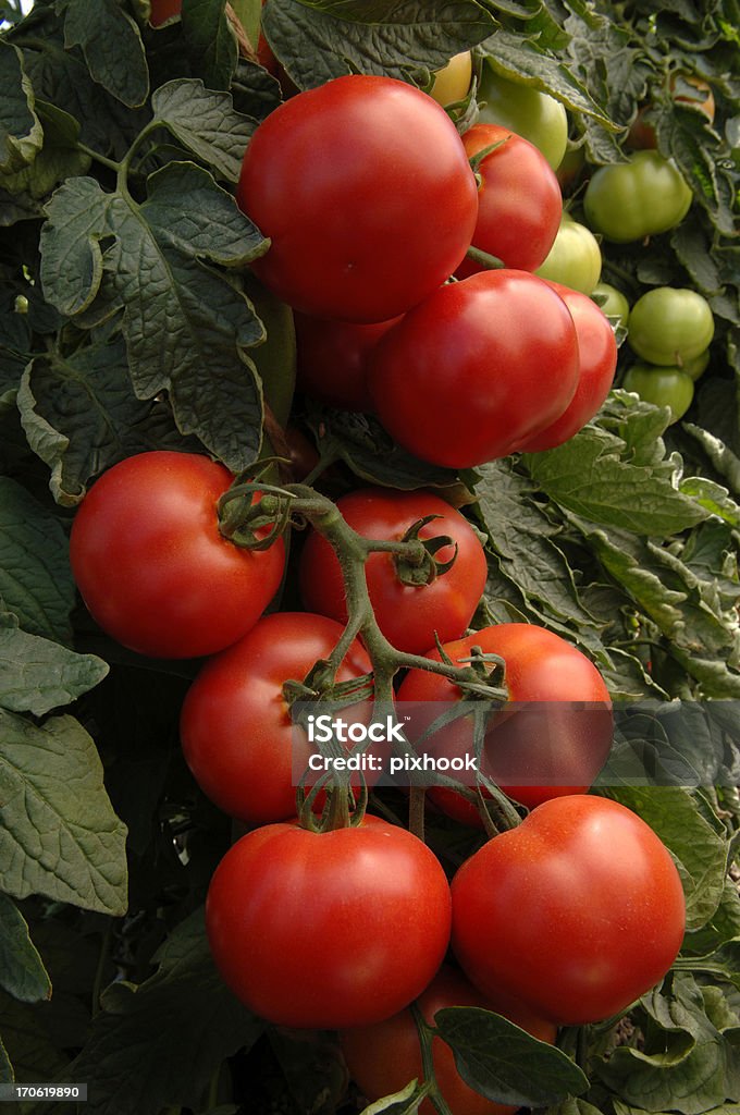 Pomidory winorośli - Zbiór zdjęć royalty-free (Bez ludzi)