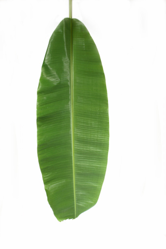 Natural banana leaf with tip left as it comes out of the stalk.