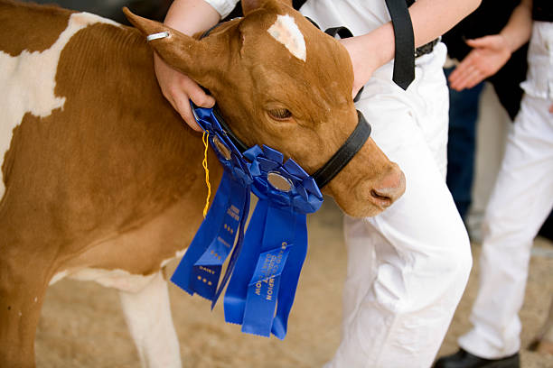 最高のショー - guernsey cattle ストックフォトと画像