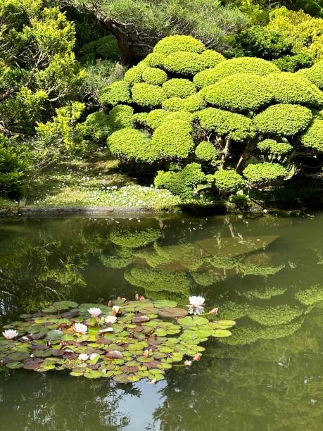 istock San Francisco park California Japanese tea garden greenery 1706199034