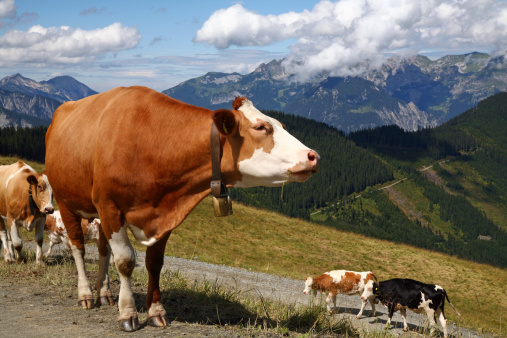 Some cows with bells around the neck walking around in the mountains