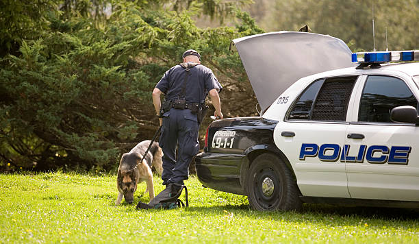 Cão da polícia - foto de acervo