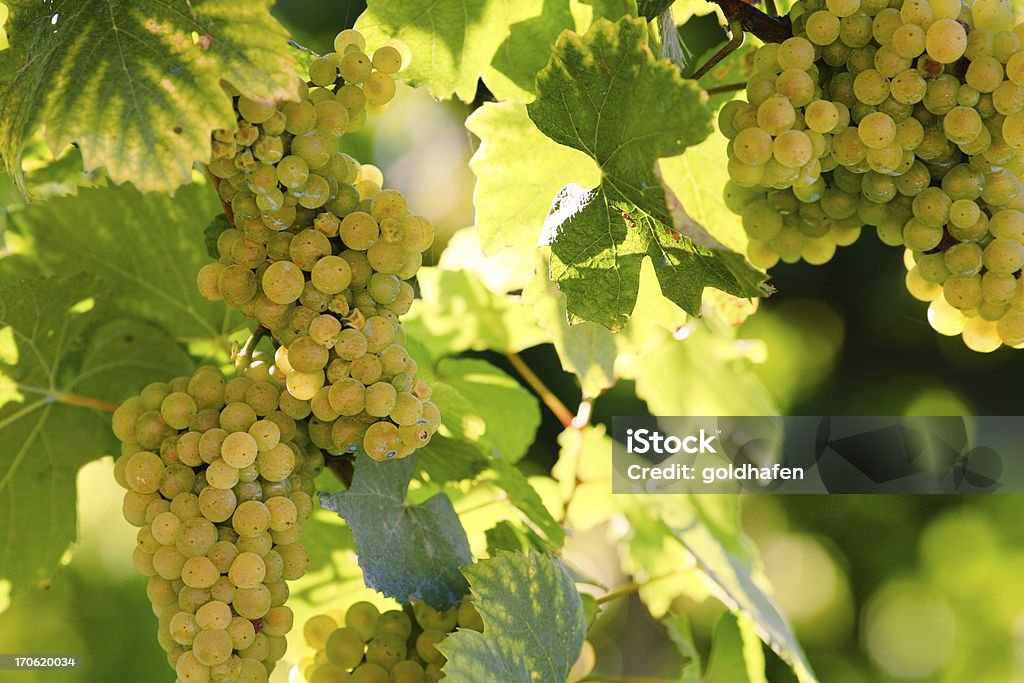 white wine - Lizenzfrei Chablis-Wein Stock-Foto