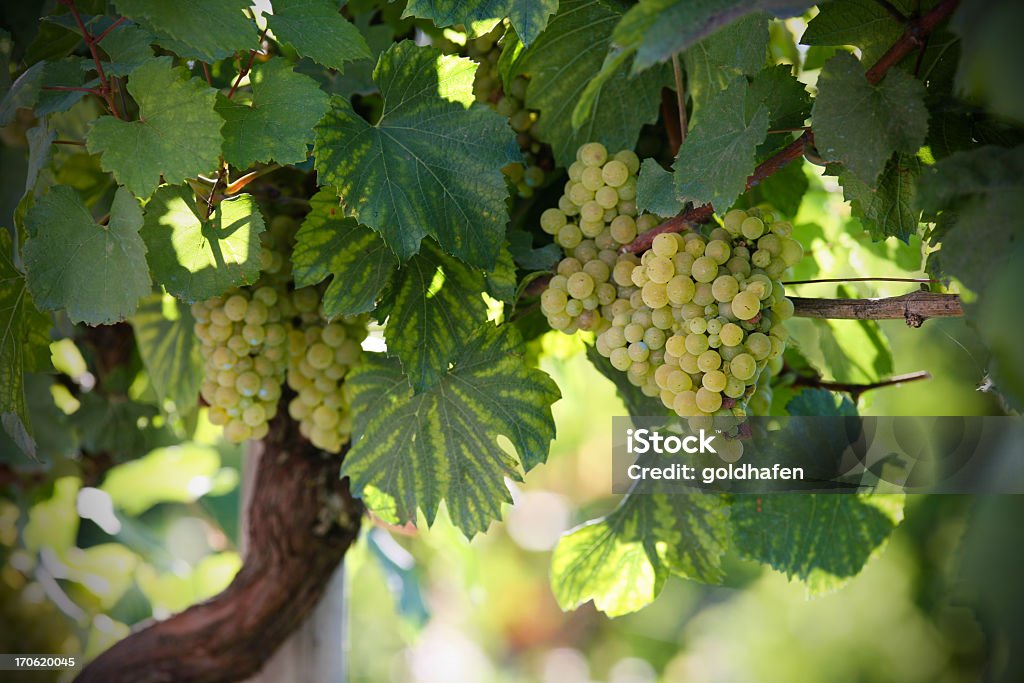 Weiße Trauben und Weinberg - Lizenzfrei Duftend Stock-Foto