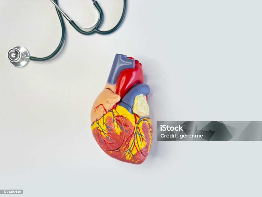 Human heart model Looking down on human heart model Anatomical Model Stock Photo