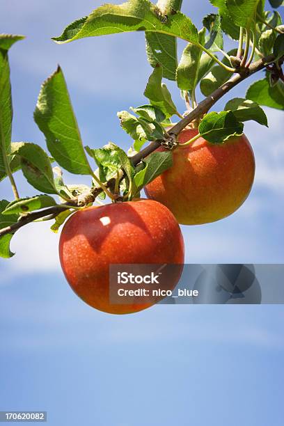 Äpfel Stockfoto und mehr Bilder von Apfel - Apfel, Ast - Pflanzenbestandteil, Agrarbetrieb