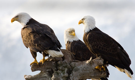 a series of images of Bald eagles from different places and different time periods, including nesting