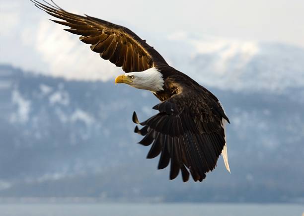 Bald Eagle - Determination Look stock photo