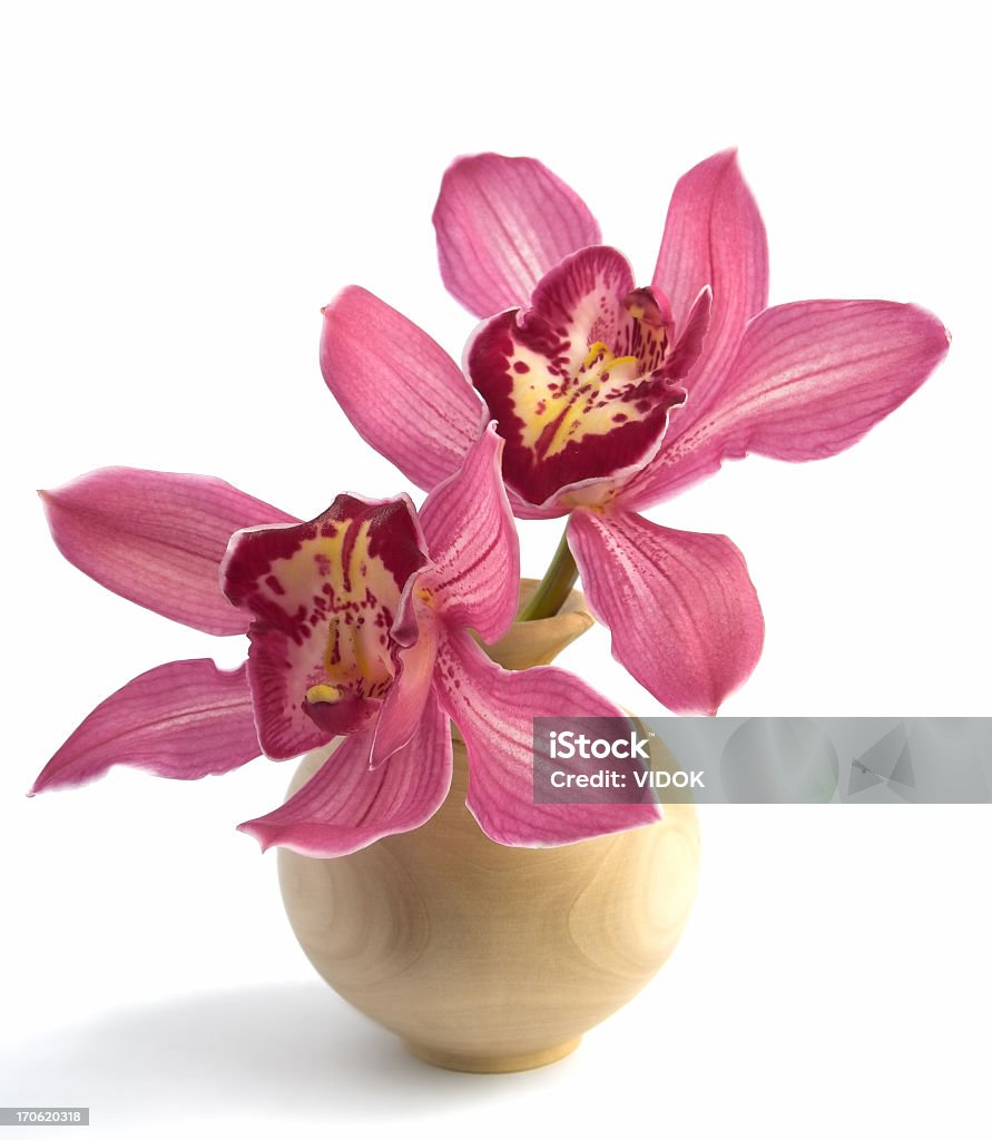 Orchidea - Foto stock royalty-free di Clima tropicale