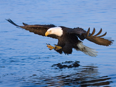 Bald eagle from Homer, Alaska