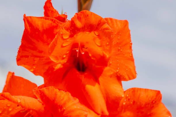 Close up Photos of Iris Flowers