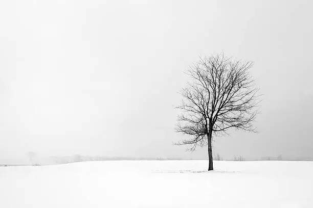 A lone tree stands in a field of fresh snow.