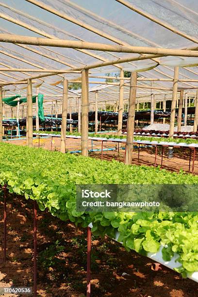 Foto de Legumes Sobre Hidropônica e mais fotos de stock de Agricultura - Agricultura, Alface, Alimentação Saudável