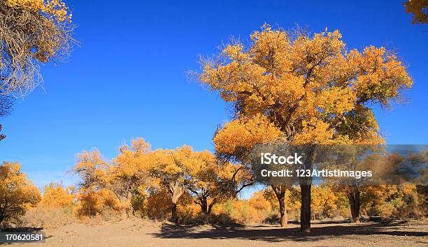 Golden Populus Árboles De Otoño Amarillo Foto de stock y más banco de imágenes de Amarillo - Color - Amarillo - Color, Estación - Entorno y ambiente, Fotografía - Imágenes
