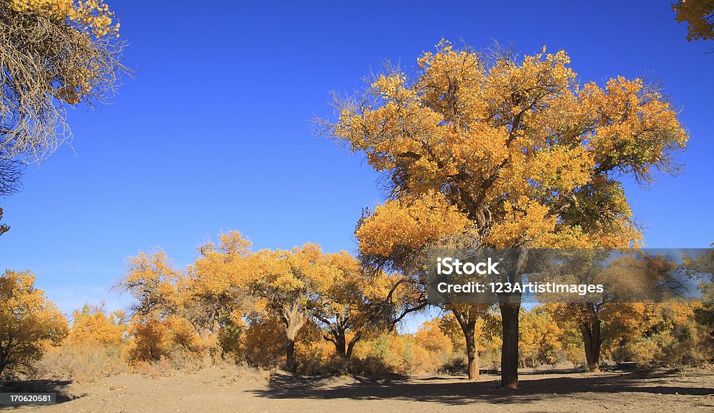 Giallo dorato autunno populus alberi - Foto stock royalty-free di Albero