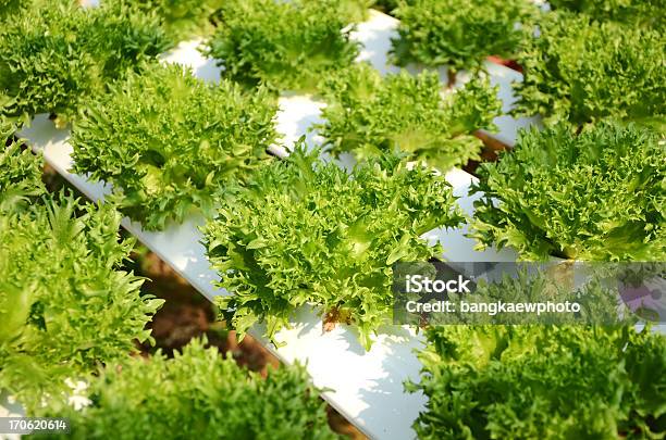 Hidropónica Legumes - Fotografias de stock e mais imagens de Agricultura - Agricultura, Alface, Alimentação Saudável