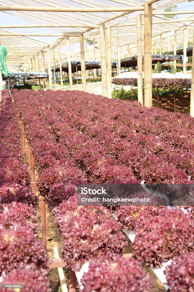 Hydroponics vegetable Agriculture Stock Photo