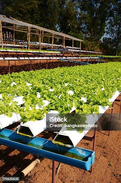 Hidropónica Vegetal Foto de stock y más banco de imágenes de Agricultura - Agricultura, Aire libre, Alimento
