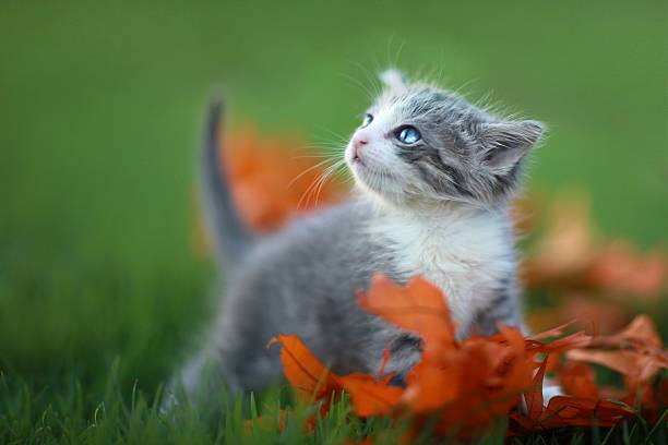 istock Baby Kitten Playing Outdoors in the Grass 170620874