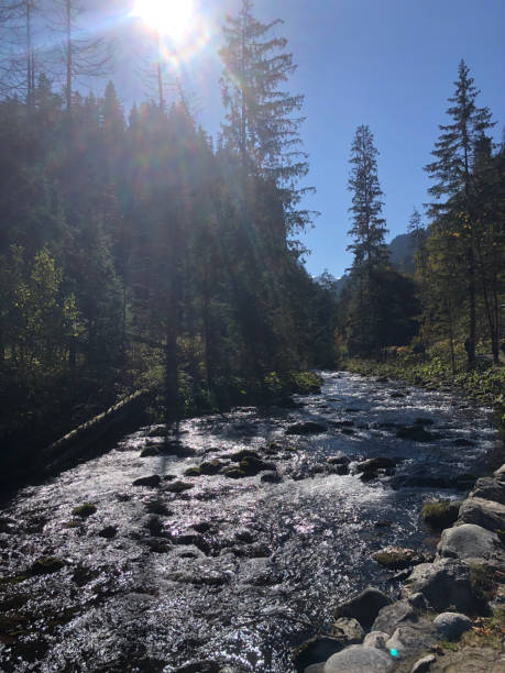 istock Koscieliska Valley, Tatry National Park. Mountain river between the trees 1706217243