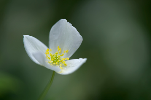 Close-up of a white Anemone against a blurry green background. Copy space.