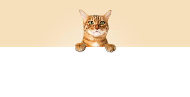 istock A sad or upset cat peeks out from behind a white banner. 1706221107
