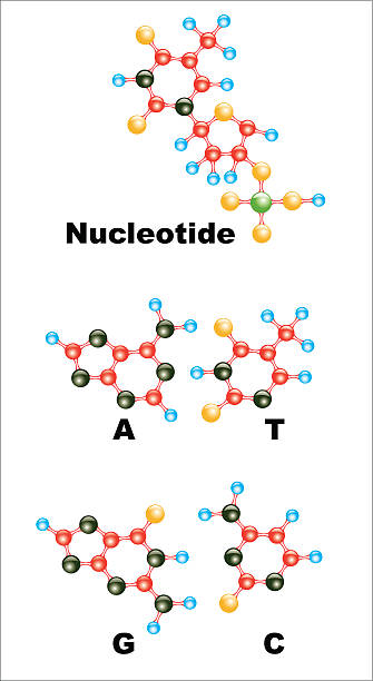 Nucleotide DNA molecules The poster depicts the structure of nucleotides in the DNA. dna nucleotide stock illustrations