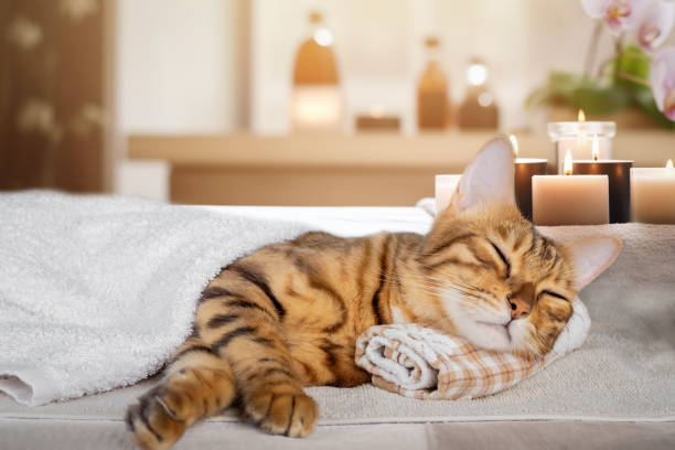 the cat rests on a massage table during a spa treatment. - domestic cat towel pets animal imagens e fotografias de stock