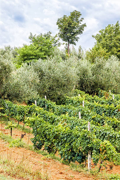 istock Vineyard and Olive Tree in the Marche 170622968