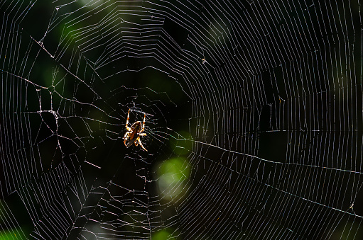 Close-up of a sunlit Orb Weaver spider on a highlitghted web on a summer day