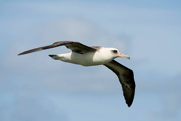 Laysan Albatross stock photo