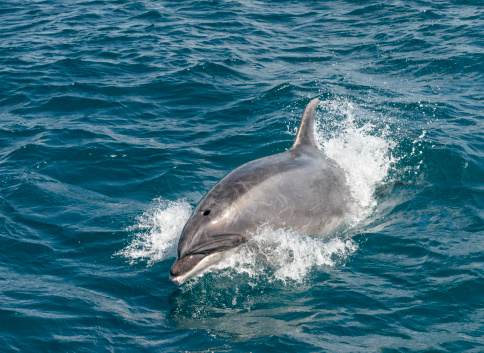 A bottlenose dolphin breaking the surface of the sea at close quarters, in New Zealand's Bay of Islands.