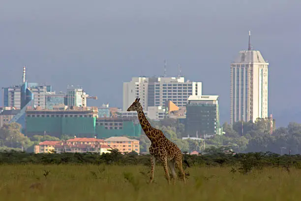 Lone giraffe against backdrop of the Nairobi city skyline – Nairobi national park, Kenya