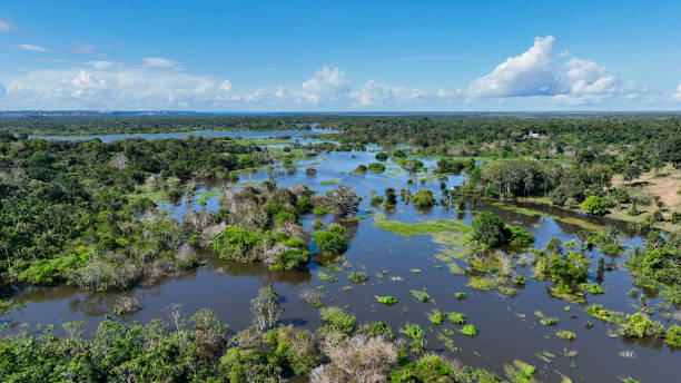 istock Stunning landscape of Amazon Forest at Amazonas State Brazil. 1706253602