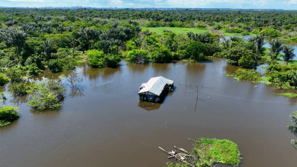 istock Stunning landscape of Amazon Forest at Amazonas State Brazil. 1706253977