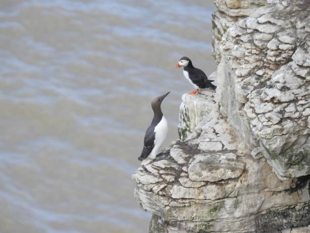 istock Side view of Puffin looking downwards at a Guillemot that is perching slightly lower down on the edge of a cliff 1706255365