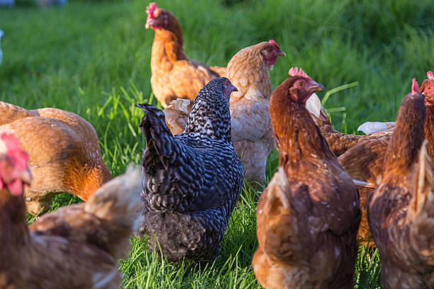 istock Chickens waiting to be fed 170625576