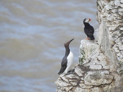 Both birds are perching on the edge of the cliff. The cliff face is on the right and out-of-focus sea is on the left