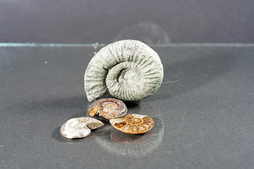 Ammonite fossil passendorferia teresiformis. Placed over cotton cloth