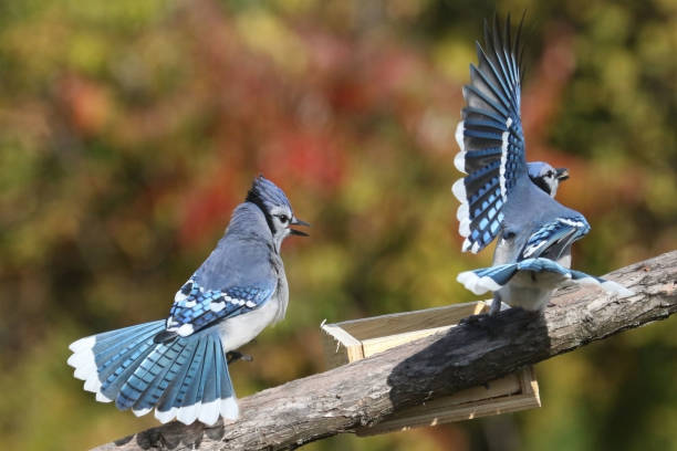 istock Blue Jays fighting on birdfeeder 1706258163