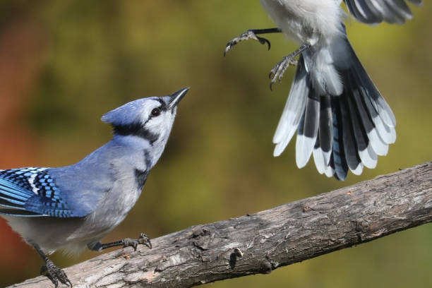 istock Blue Jays fighting on birdfeeder 1706258716