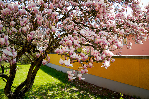 Magnolia tree in bloom with pink flowers against a blue sky on the bush