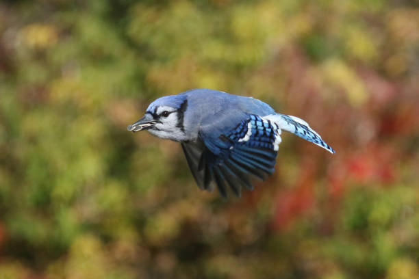 istock Blue Jays fighting on birdfeeder 1706259905