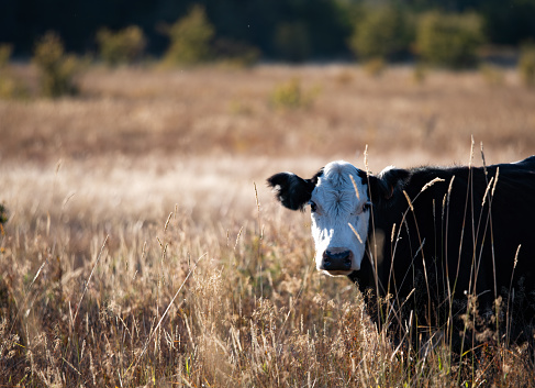 Curious, open range cow grazing on Conboy Reserve, Glenwood, WA.