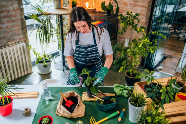 istock Woman repotting house plants 1706263957