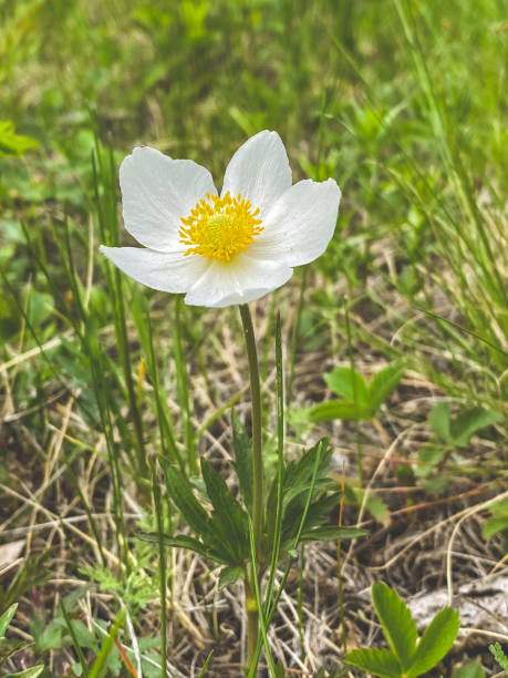istock Beautiful white spring flower Anemone nemorosa in the grass 1706263961